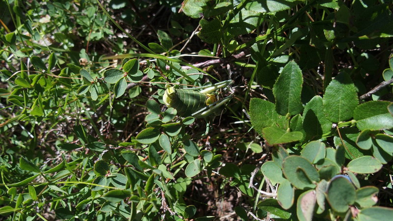 Polysarcus denticauda. maschio (Phaneropteridae)